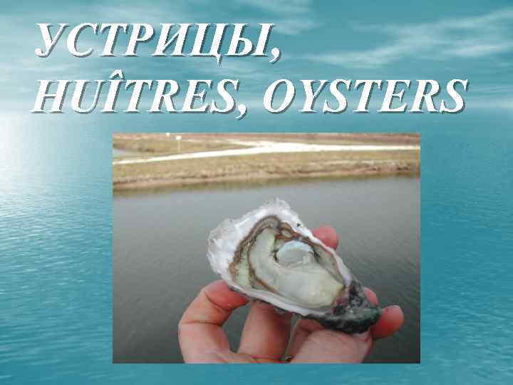 УСТРИЦЫ, HUÎTRES, OYSTERS 