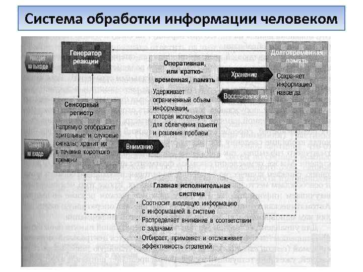 Система обработки информации человеком 