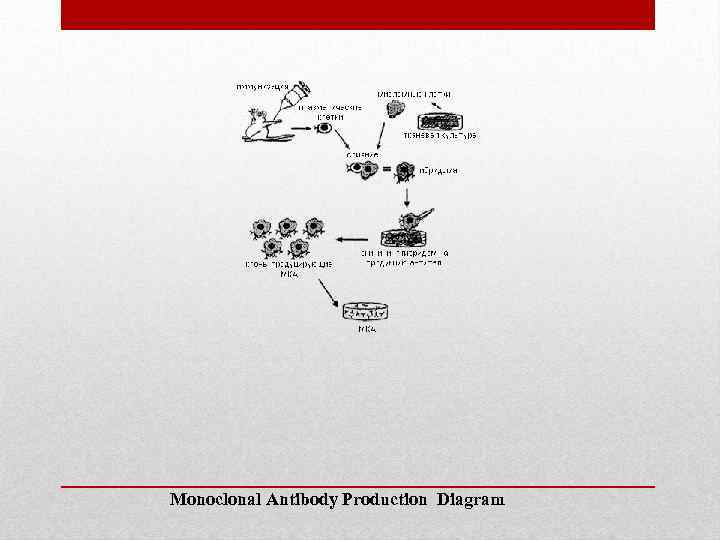 Monoclonal Antibody Production Diagram 