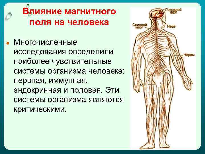 Влияние магнитного поля на человека ● Многочисленные исследования определили наиболее чувствительные системы организма человека: