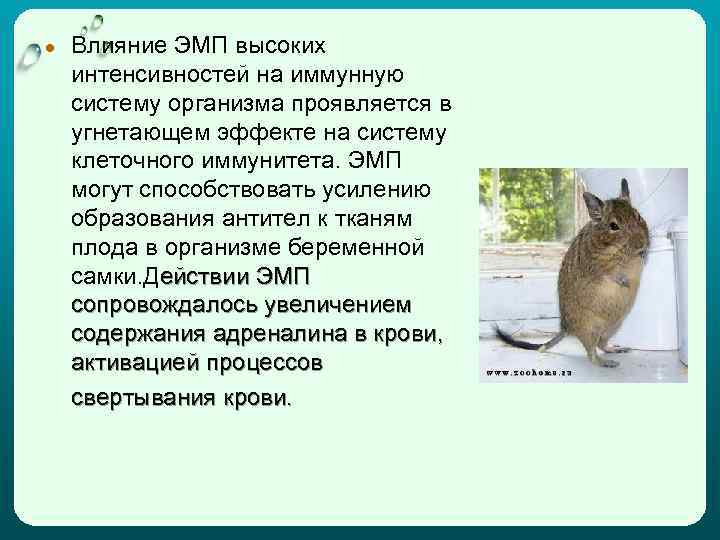 ● Влияние ЭМП высоких интенсивностей на иммунную систему организма проявляется в угнетающем эффекте на