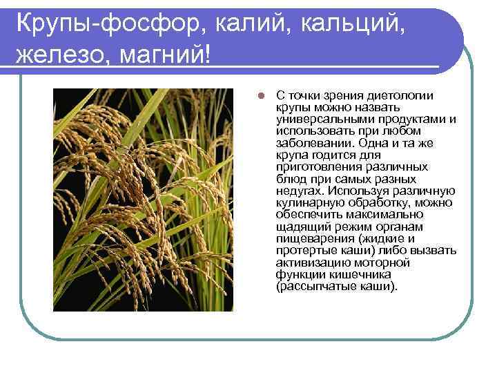 Крупы-фосфор, калий, кальций, железо, магний! l С точки зрения диетологии крупы можно назвать универсальными