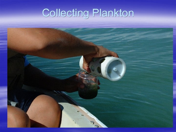 Collecting Plankton 