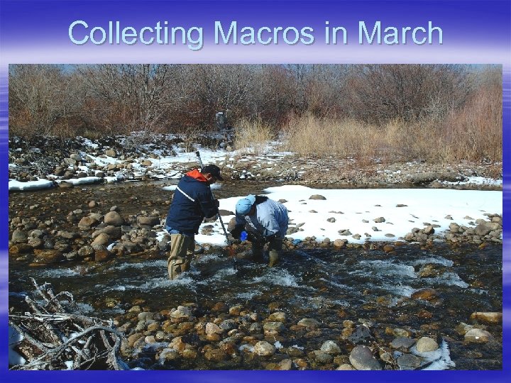 Collecting Macros in March 