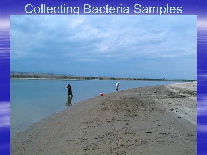 Collecting Bacteria Samples 