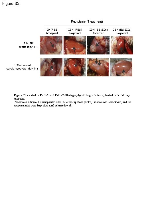 Figure S 3 Recipients (Treatment) 129 (PBS) Accepted C 3 H (PBS) Rejected C