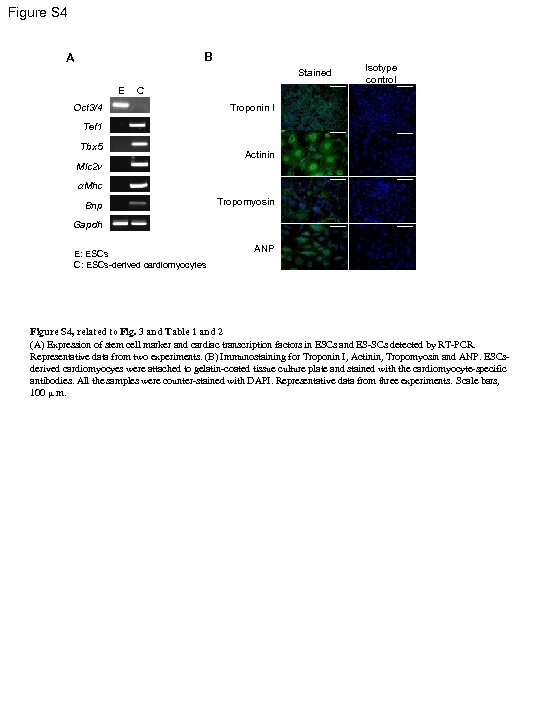 Figure S 4 B A Stained E Isotype control C Oct 3/4 Troponin I
