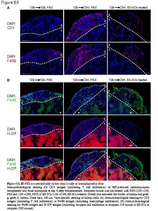 Figure S 5 129 A 129, PBS 129 C 3 H, ES-SCs treated g