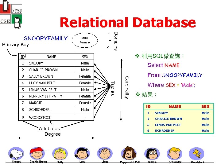 Relational Database Primary Key ID NAME Male Female Domains SNOOPYFAMILY v 利用SQL做查詢： SEX Male