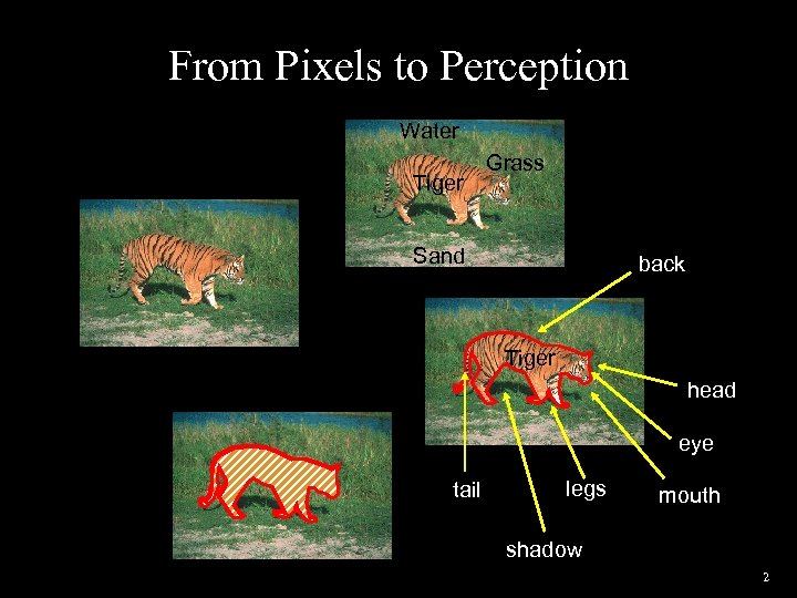 From Pixels to Perception Water Tiger outdoor wildlife Grass Sand back Tiger head eye