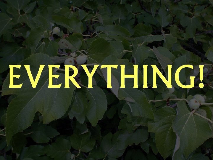 EVERYTHING! 
