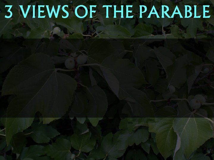 3 VIEWS OF THE PARABLE 