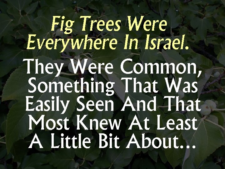 Fig Trees Were Everywhere In Israel. They Were Common, Something That Was Easily Seen