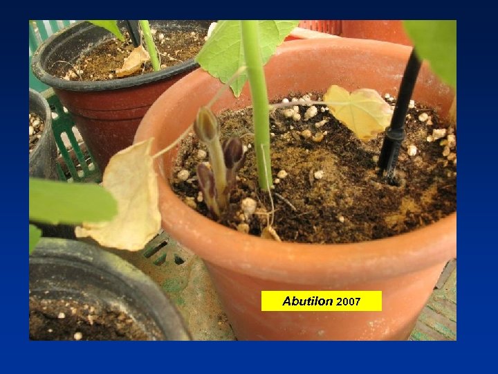 Abutilon 2007 
