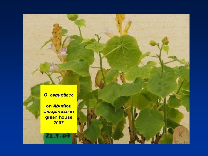 O. aegyptiaca on Abutilon theophrasti in green house 2007 