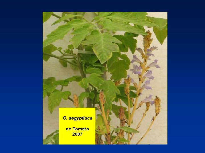 O. aegyptiaca on Tomato 2007 