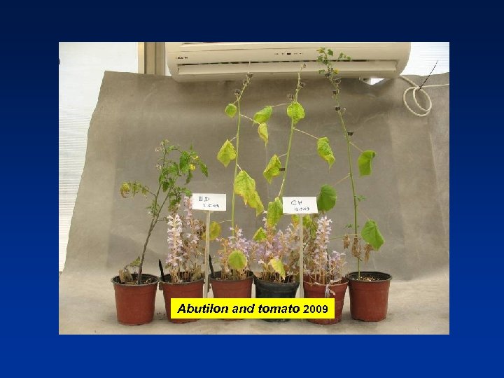 Abutilon and tomato 2009 