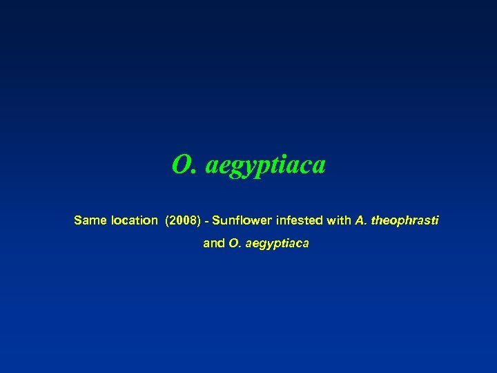 O. aegyptiaca Same location (2008) - Sunflower infested with A. theophrasti and O. aegyptiaca