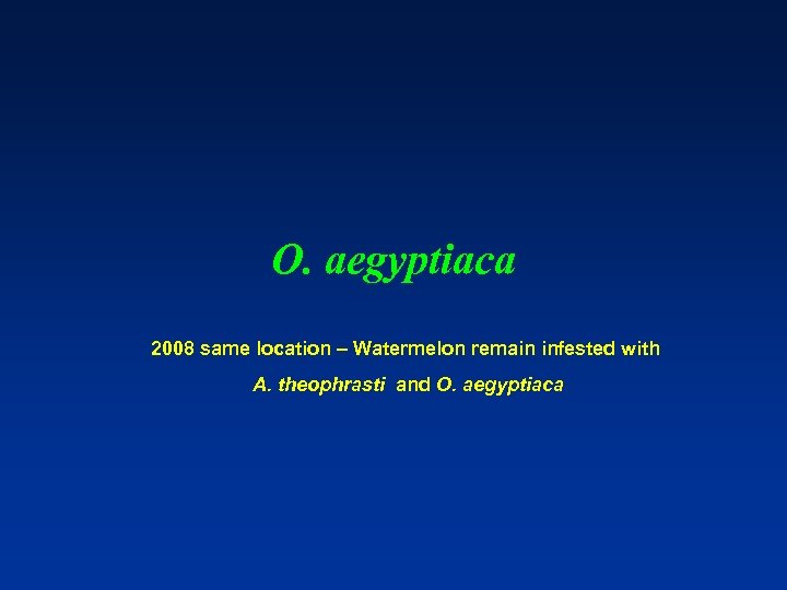 O. aegyptiaca 2008 same location – Watermelon remain infested with A. theophrasti and O.
