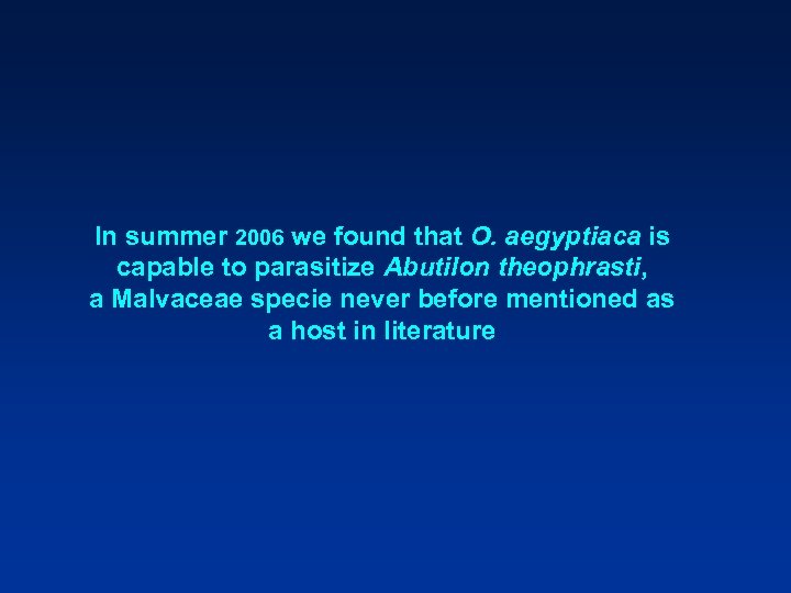 In summer 2006 we found that O. aegyptiaca is capable to parasitize Abutilon theophrasti,