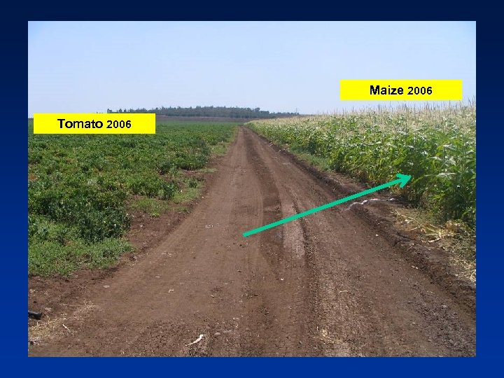 Maize 2006 Tomato 2006 