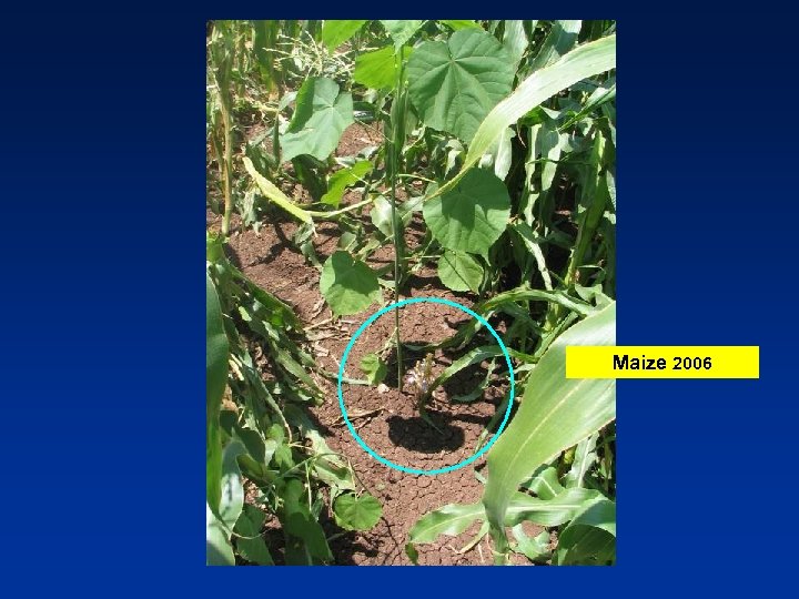 Maize 2006 
