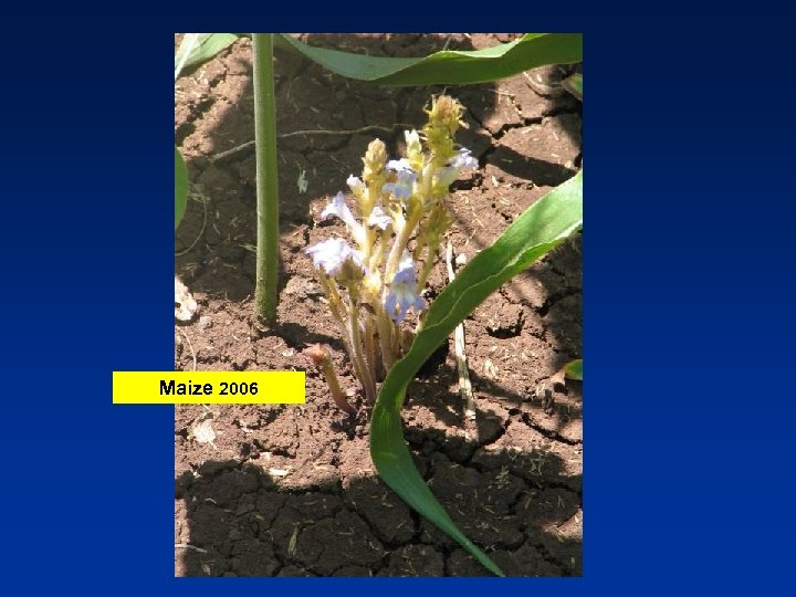 Maize 2006 