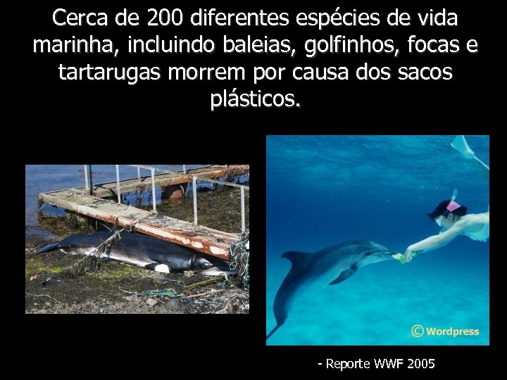 Cerca de 200 diferentes espécies de vida marinha, incluindo baleias, golfinhos, focas e tartarugas