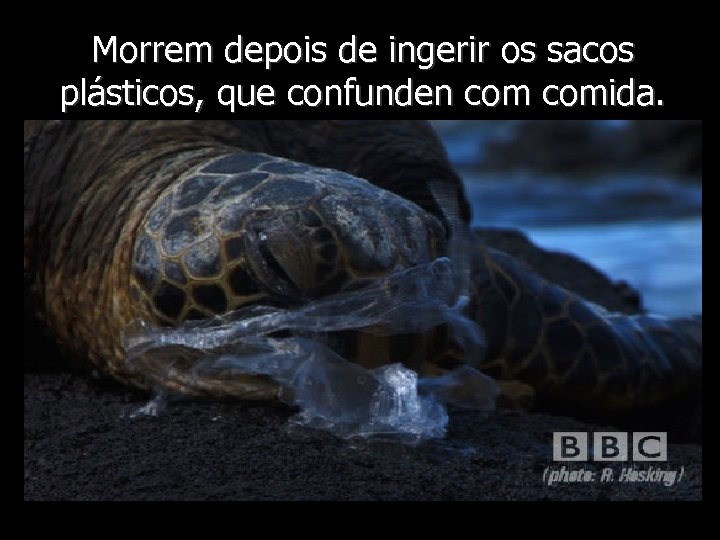 Morrem depois de ingerir os sacos plásticos, que confunden comida. 