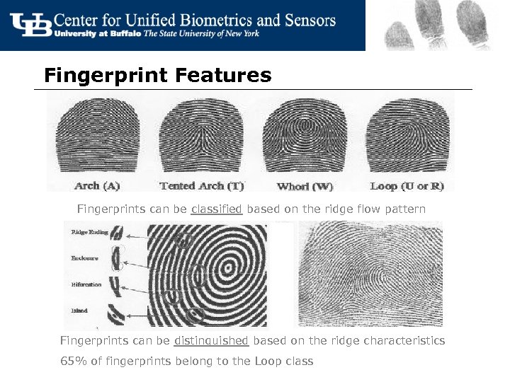 Fingerprint Features Fingerprints can be classified based on the ridge flow pattern Fingerprints can