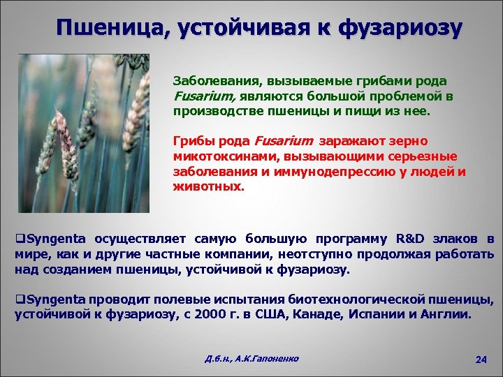 Пшеница, устойчивая к фузариозу Заболевания, вызываемые грибами рода Fusarium, являются большой проблемой в производстве