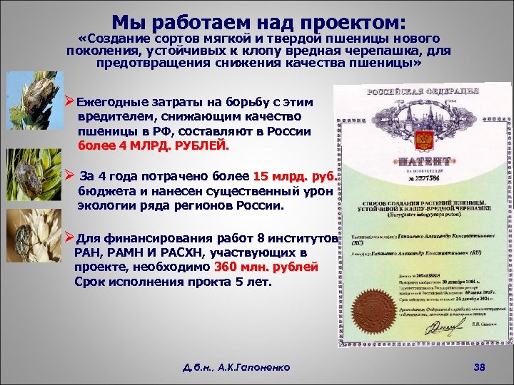 Мы работаем над проектом: «Создание сортов мягкой и твердой пшеницы нового поколения, устойчивых к
