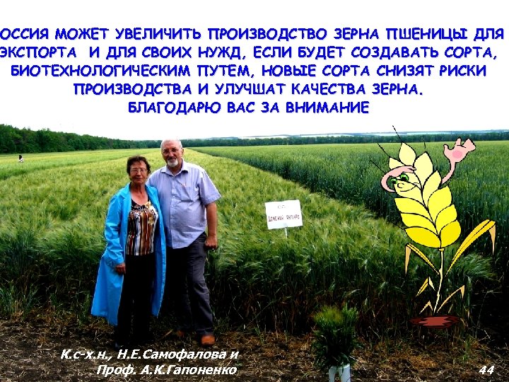 РОССИЯ МОЖЕТ УВЕЛИЧИТЬ ПРОИЗВОДСТВО ЗЕРНА ПШЕНИЦЫ ДЛЯ ЭКСПОРТА И ДЛЯ СВОИХ НУЖД, ЕСЛИ БУДЕТ