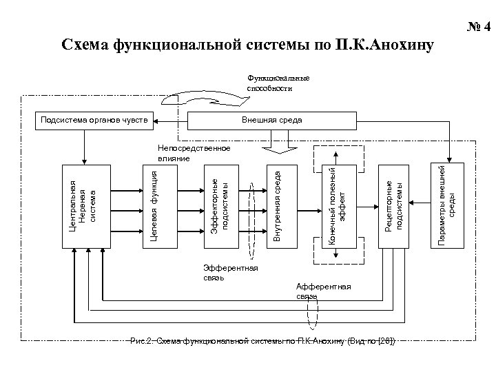 № 4 Схема функциональной системы по П. К. Анохину Функциональные способности Подсистема органов чувств