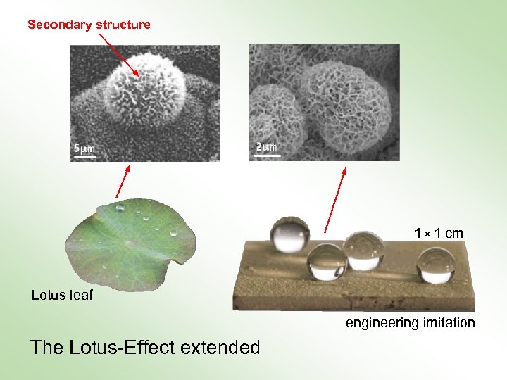 Secondary structure 1 × 1 cm Lotus leaf engineering imitation The Lotus-Effect extended 