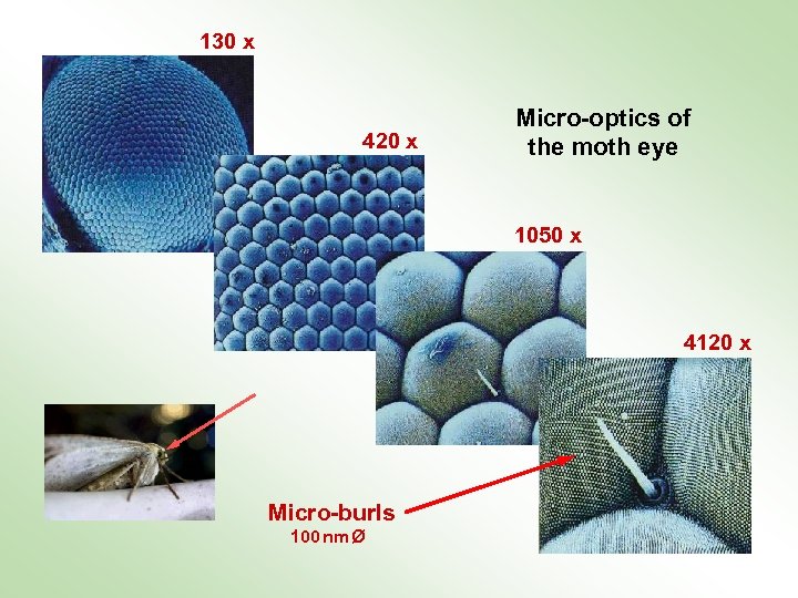 130 x 420 x Micro-optics of the moth eye 1050 x 4120 x Micro-burls