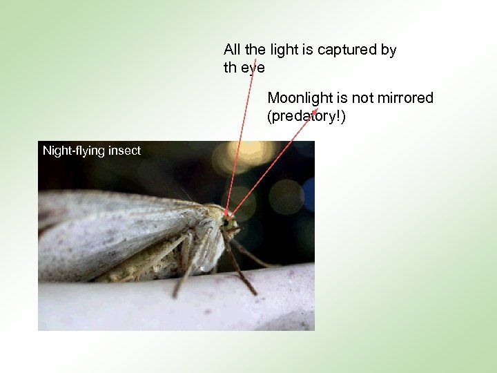 All the light is captured by th eye Moonlight is not mirrored (predatory!) Night-flying