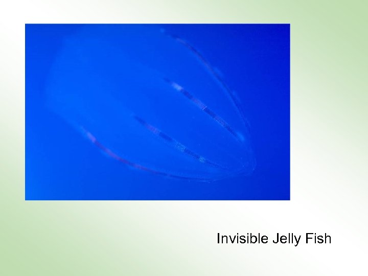 Invisible Jelly Fish 