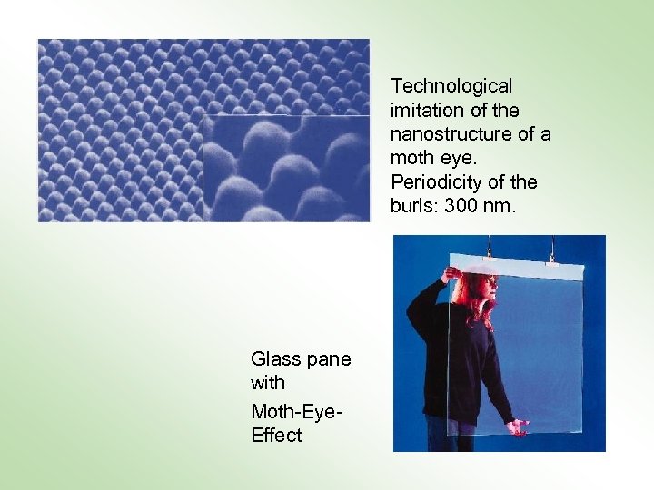 Technological imitation of the nanostructure of a moth eye. Periodicity of the burls: 300