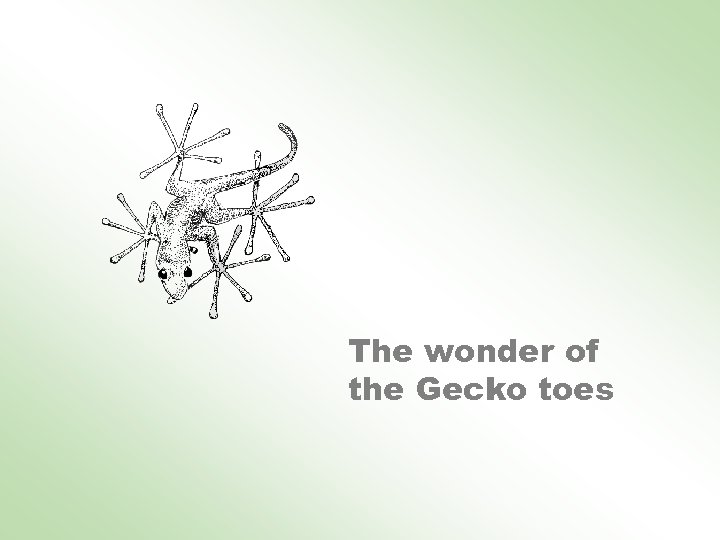 The wonder of the Gecko toes 