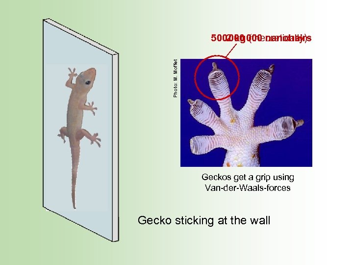 Photo: M. Moffet 5002 kg (theoretically) 000 nanohairs Geckos get a grip using Van-der-Waals-forces