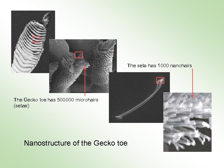 The seta has 1 000 nanohairs The Gecko toe has 500 000 microhairs (setae)