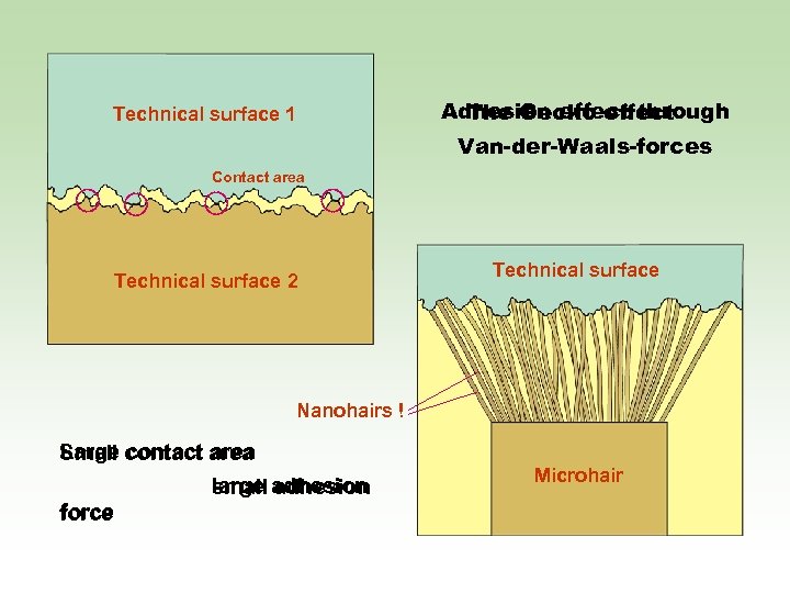 Technical surface 1 Adhesion effect through The Gecko effect Van-der-Waals-forces Contact area Technical surface