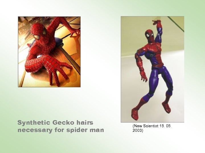 Synthetic Gecko hairs necessary for spider man (New Scientist 15. 05. 2003) 