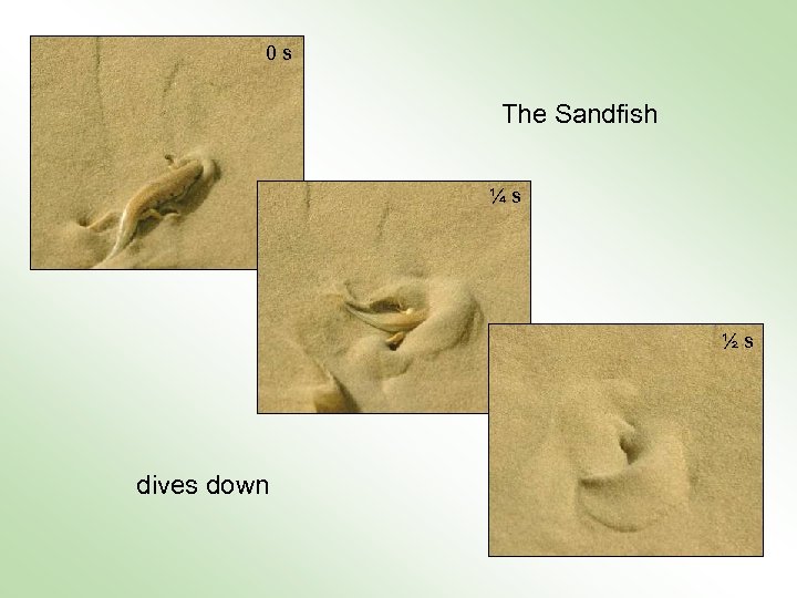 0 s The Sandfish ¼ s ½ s dives down 