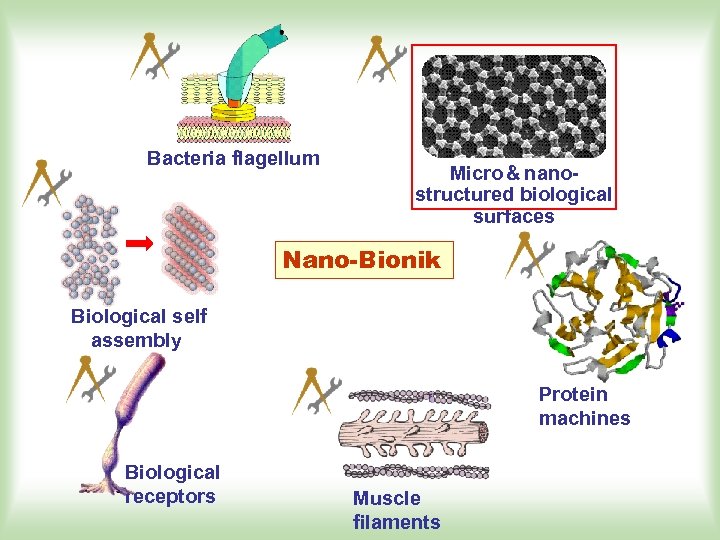 Bacteria flagellum Micro & nanostructured biological surfaces Nano-Bionik Biological self assembly Protein machines Biological
