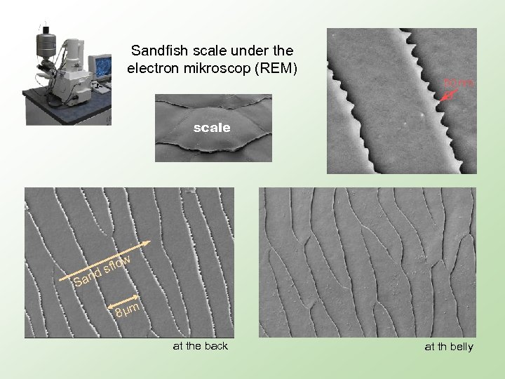 Sandfish scale under the electron mikroscop (REM) 50 nm Ø scale ow sfl nd