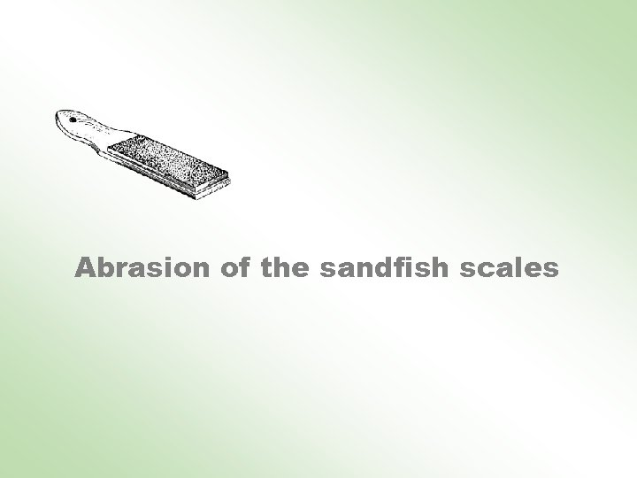 Abrasion of the sandfish scales 