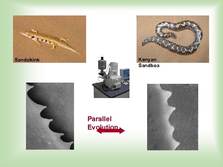 Sandskink Kenyan Sandboa Parallel Evolution 