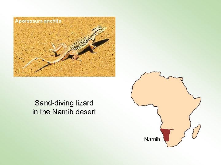 Aporosaura anchita Sand-diving lizard in the Namib desert Namib 